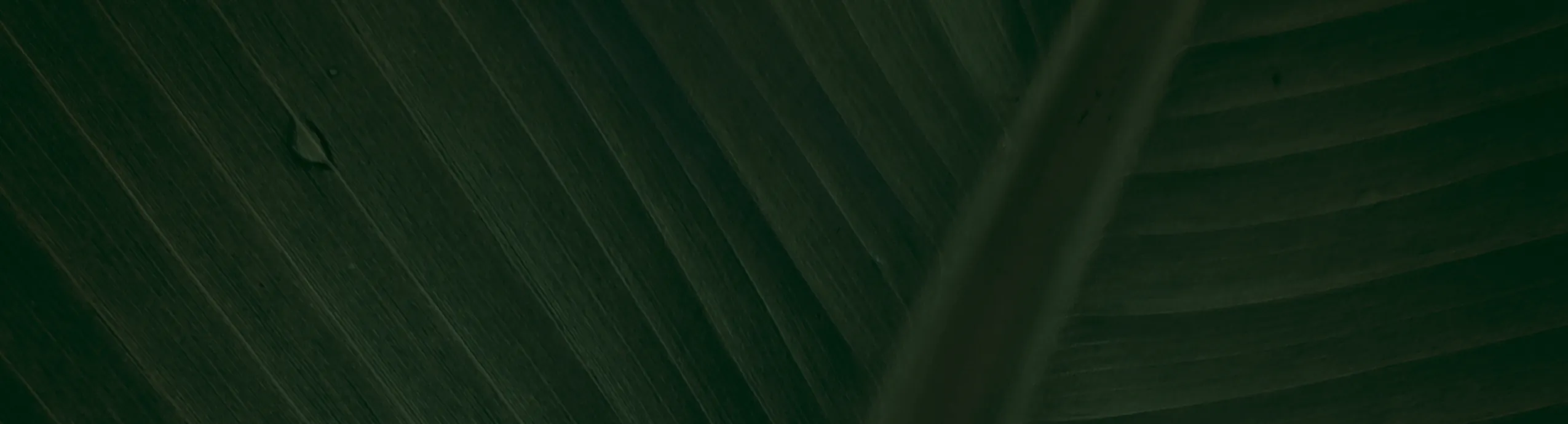 The Vibe Agency | 8/31/26 Succulent Team Building Workshop