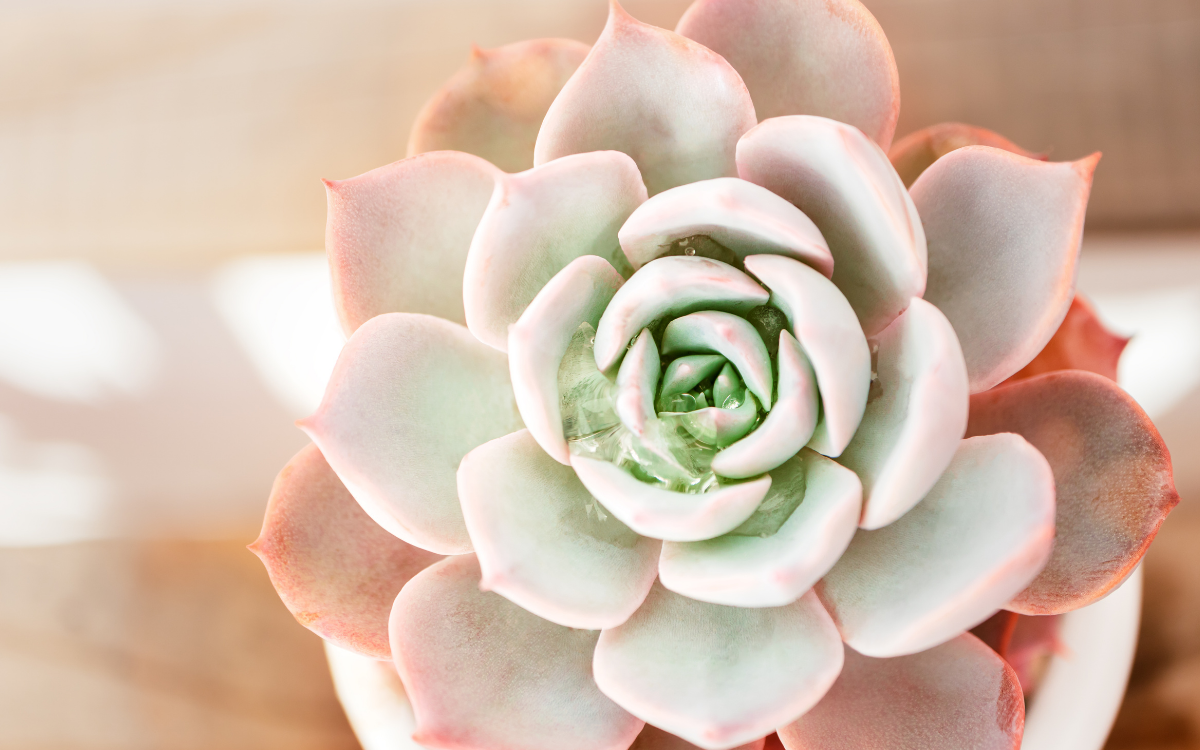 succulent planting experiences