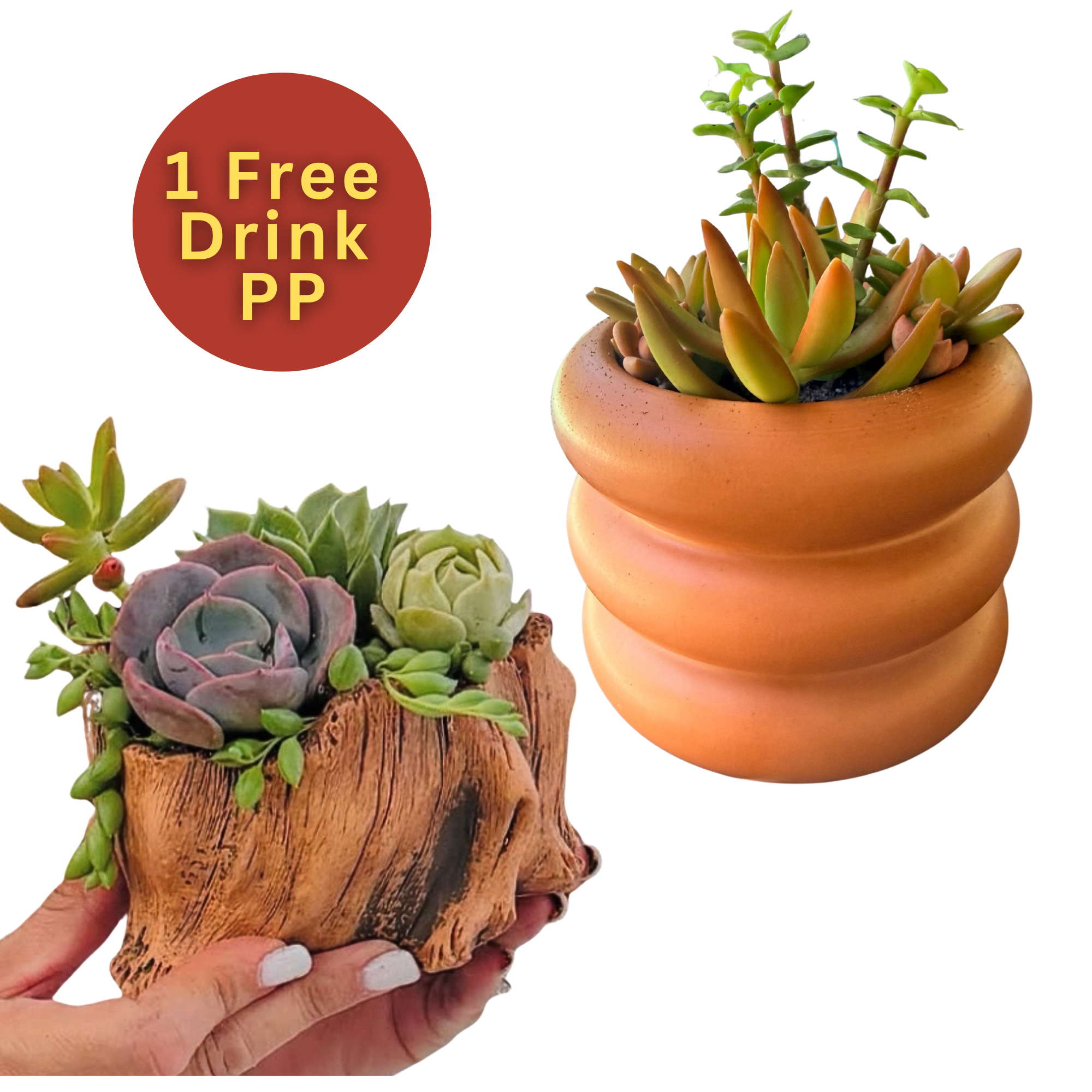 Succulent Arrangement Workshops in South Fl